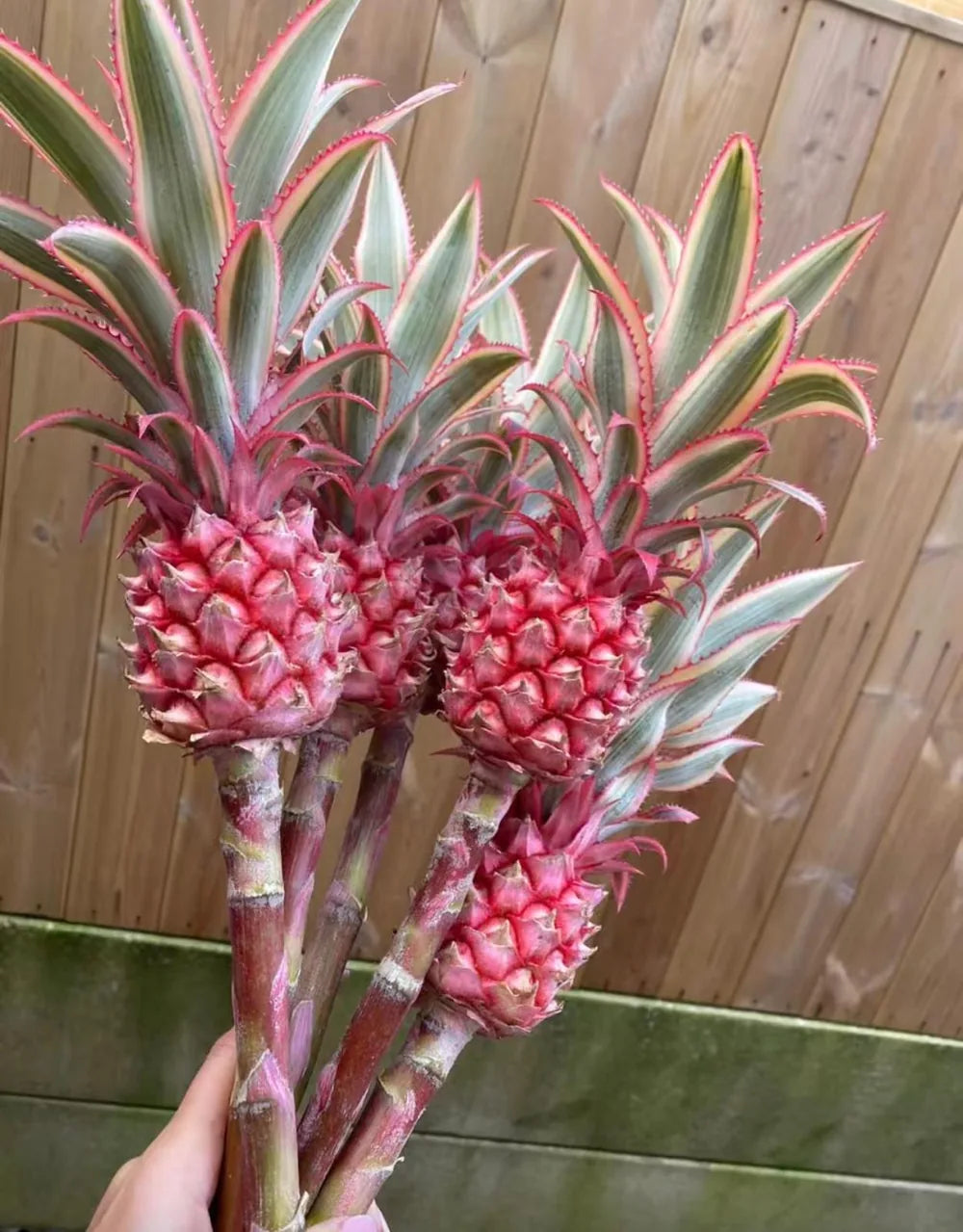 An early bouquet built around little ornamental pineapples