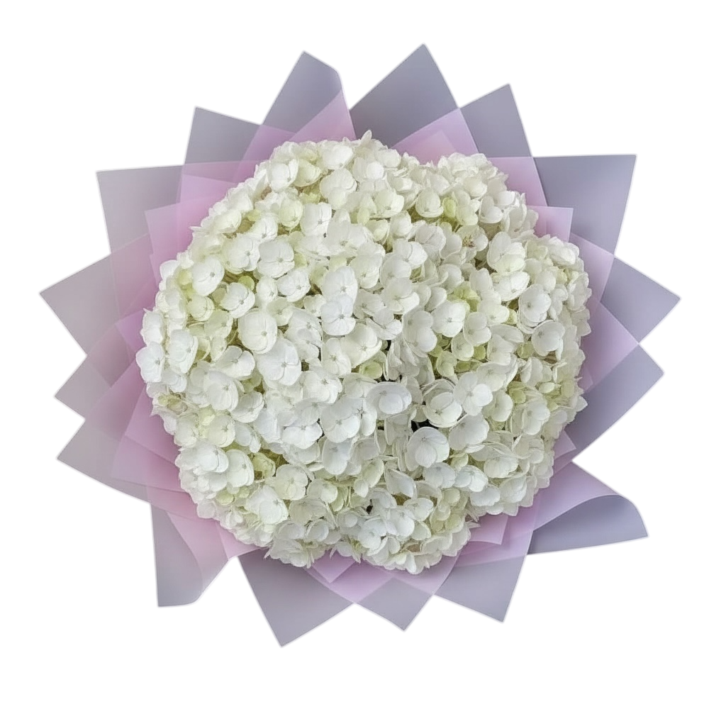 Penelopes Hydrangeas - XL