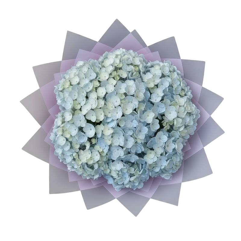 Penelopes Hydrangeas - XXL