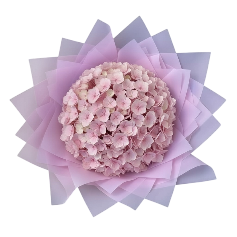 Penelopes Hydrangeas - Medium