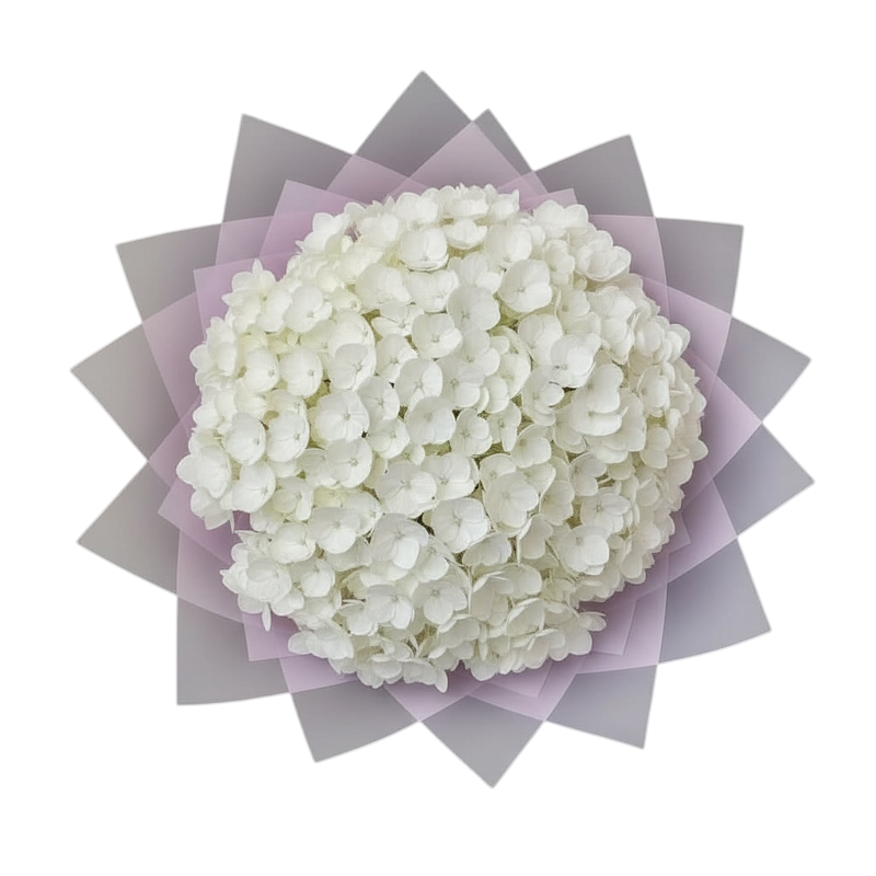 Penelopes Hydrangeas - Large