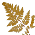 Gold Leaf