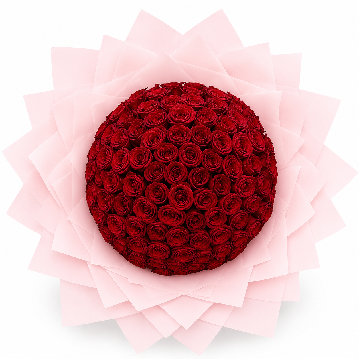 Penelope's Red Roses - 100