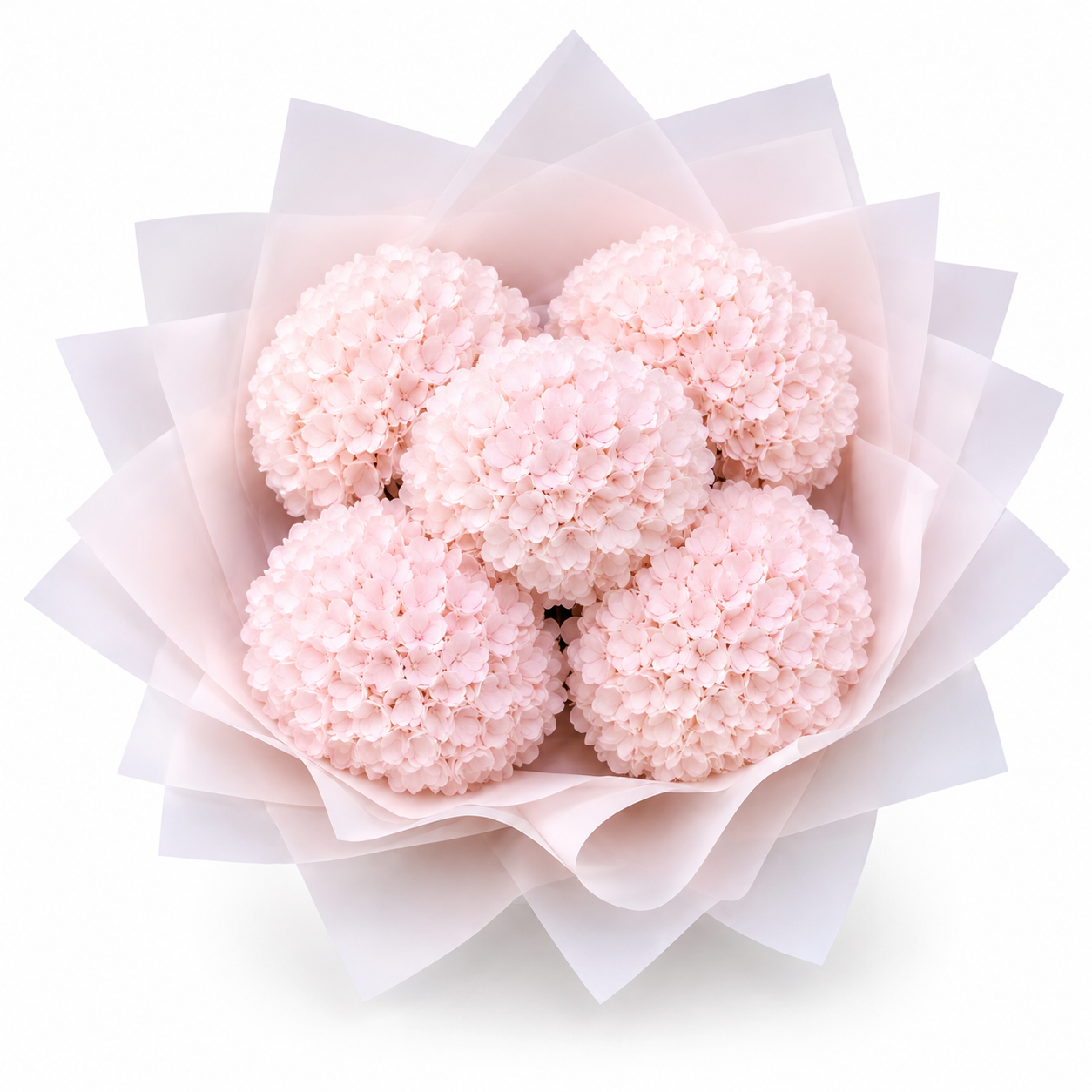 Penelope’s Pink Hydrangeas - Small