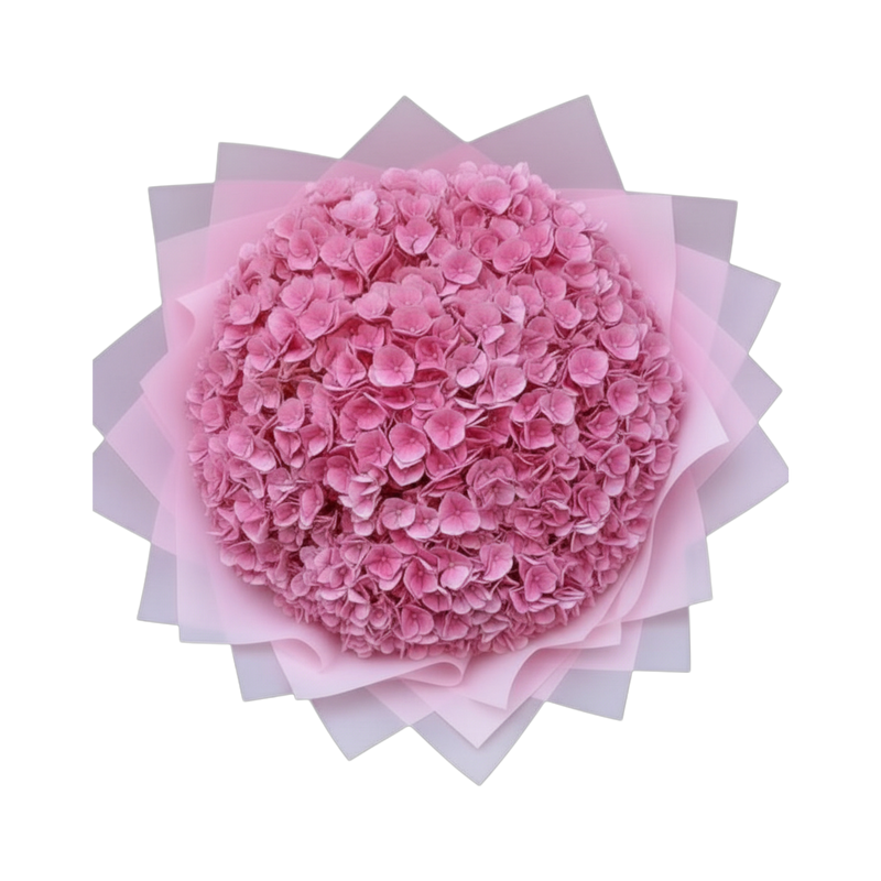 Penelopes Hydrangeas - XL